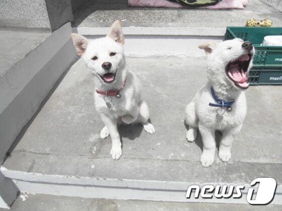 본문 이미지 - 흰순이(왼쪽)와 흰돌이 어렸을 적 모습. ⓒ News1