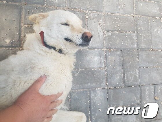 본문 이미지 - 뚱아저씨의 손길을 무척이나 좋아하는 흰돌이. ⓒ News1