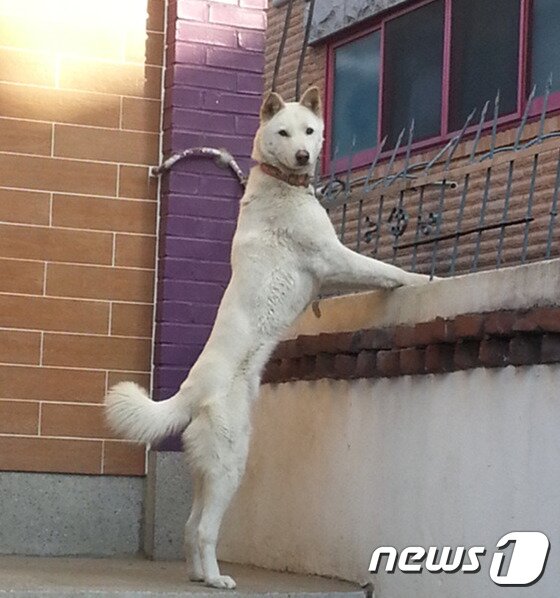 본문 이미지 - 위풍당당한 흰돌이의 모습. ⓒ News1