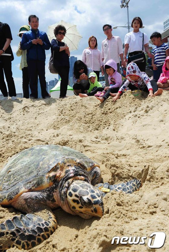 (부산=뉴스1) 여주연 기자 = 부산 아쿠아리움 (SEA LIFE)에서 생활하는 매부리 바다거북이 26일 오후 부산 해운대해수욕장 백사장 나들이에 나섰다. 해운대 해수욕장 관광객들 …