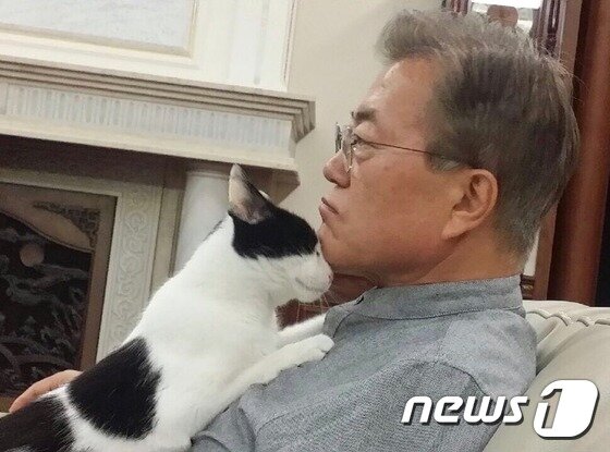 본문 이미지 - 문재인 대통령이 취임 직후인 2017년 5월 청와대 관저에서 반려묘인 '찡찡이'와 함께 시간을 보내는 모습.문 대통령 트위터) 2017.5.27/뉴스1 ⓒ News1 이광호 기자