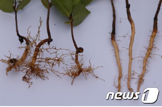 본문 이미지 - 배수구를 통과한 동백나무의 주근이 잘리고 분 내부에 잔뿌리가 돋아난 광경(좌) 및 무처리(우)ⓒ News1
