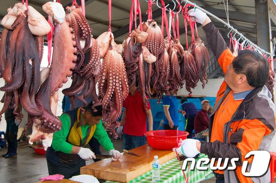 본문 이미지 - 동해안 최북단 강원 고성 저도어장 문어. 자료사진 (고성군 제공, 재판매 및 DB 금지)