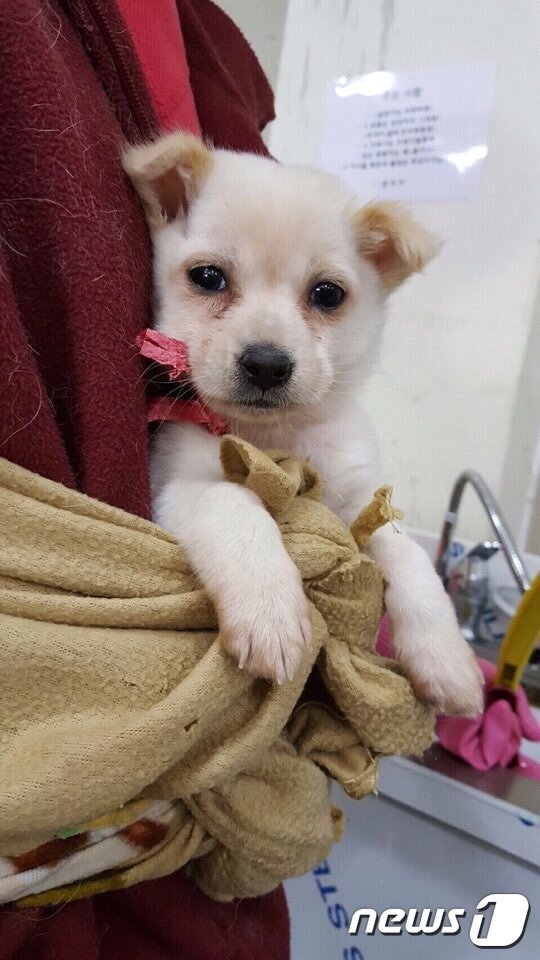 본문 이미지 - 시보호소에 입소했을 당시 엘리스의 모습. (사진 동행 제공) ⓒ News1