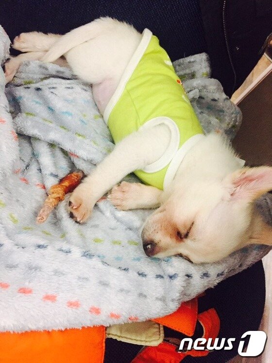 본문 이미지 - 폐렴으로 병원 치료를 받던 당시 엘리스의 모습. 폐렴 완치 후 현재 엘리스는 아주 건강한 상태다. (사진 동행 제공)ⓒ News1