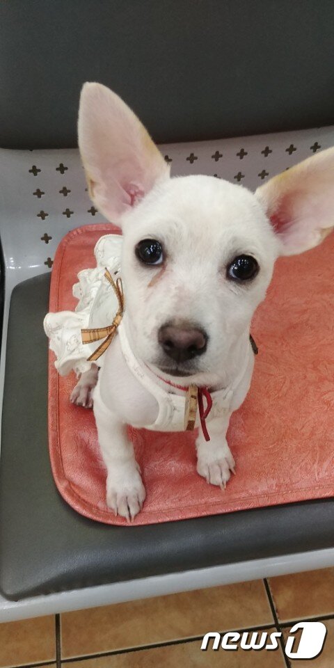 본문 이미지 - 8일 서울 방배동의 한 동물병원에서 엘리스가 카메라를 쳐다 보고 있다. ⓒ News1