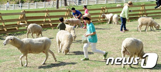 본문 이미지 - 강원도 평창군 대관령 하늘목장을 찾은 관람객이 양들과 즐거운 시간을 보내고 있는 모습./뉴스1 ⓒ News1