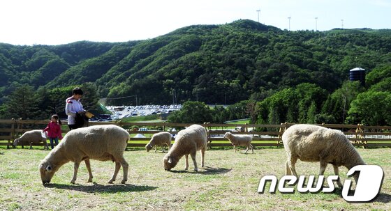 본문 이미지 - 10일 오후 강원 평창군 대관령 하늘목장/뉴스1 ⓒ News1