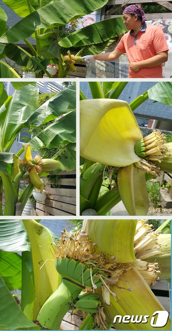 본문 이미지 - 대구 동구 효목동 김덕규씨(44)의 주택을 개조해 운영 중인 식당 앞마당 바나나 나무에 아기 손 같은 바나나 6송이가 열렸다. 2017. 6. 13/뉴스1 ⓒ News1 정지훈 기자