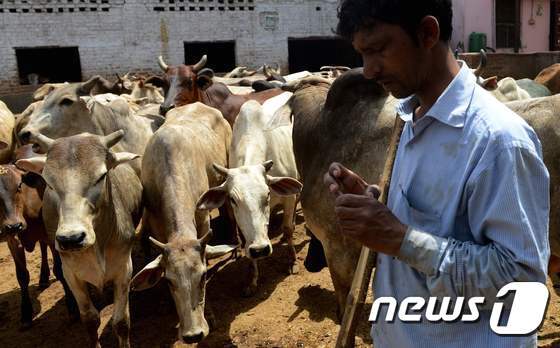 본문 이미지 - 인도 뉴델리에 있는 소쉼터를 인도 남성이 지나고 있다. ⓒ AFP=뉴스1