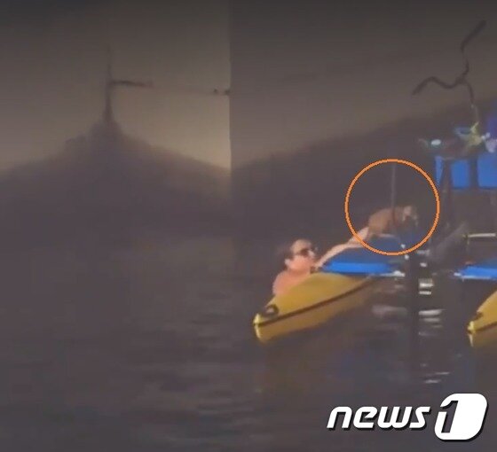 본문 이미지 - 한 여성이 강물 속으로 뛰어들어 고양이를 구조하고 있는 모습.(사진 Josh Page 페이스북 영상 캡처)ⓒ News1