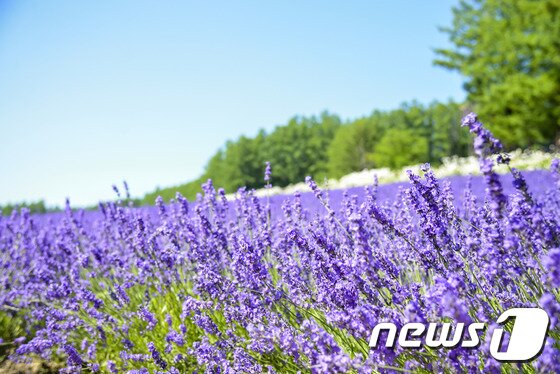 본문 이미지 - 후라노의 팜 도미타 라벤더. 여행박사 제공.ⓒ News1