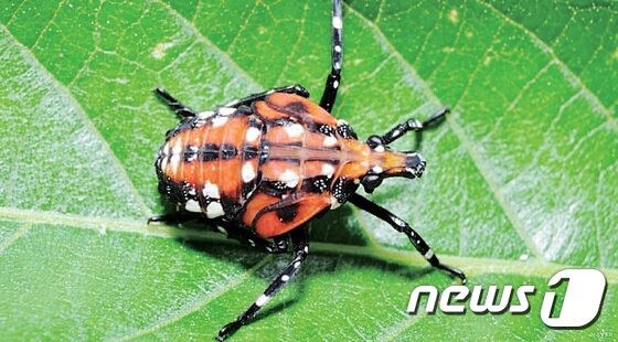 본문 이미지 - '꽃매미 유충ⓒ News1
