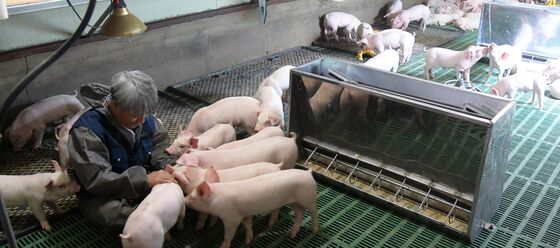 "축사 온도 30도 넘으면 폐사 위험"…농진청, 폭염 대응 당부