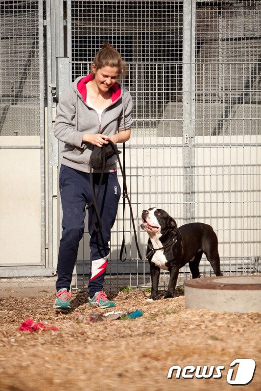 본문 이미지 - 개는 자신을 입양할 주인을 신뢰하게 된 듯했다. ⓒ News1