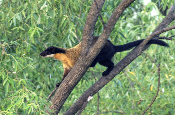 "삵·담비 여기 사는구나"…국립공원, 신규습지서 660종 생물종 확인
