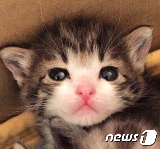 본문 이미지 - 2015년 5월 13일 에 스즈메는 현재의 주인에게 오게 됐다. (사진 스즈메 아메바 블로그 캡처) ⓒ News1