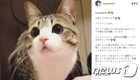 본문 이미지 - 큰 눈과 작은 입이 매력인 스즈메는 현재 인스타그램 팔로워만 44만8000여명이 넘는다. (사진 사진 인스타그램 suzume0513 캡처) ⓒ News1