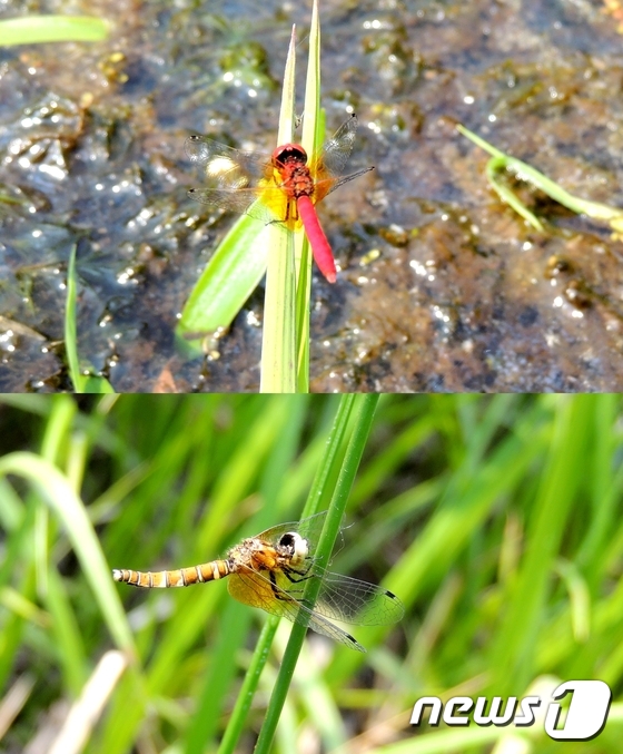 울산 무제치늪에서 발견된 꼬마잠자리 수컷성충(위쪽)과 암컷 성충. © News1