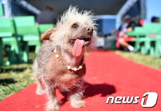 본문 이미지 - 이날 대회에서 3등을 한 차이니스 크레스티드 계 잡종 14살 '체이스'. 최고령인 16살 브뤼셀 그리펀 '모'가 2등을 했다. ⓒ AFP=뉴스1
