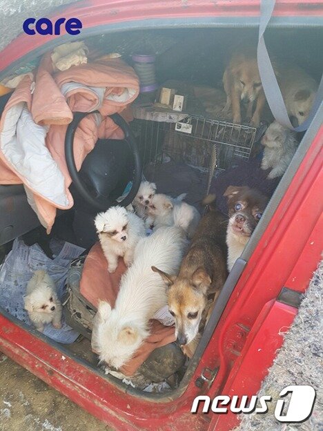 본문 이미지 - 개들이 모여 있던 경차 안은 눈이 시릴 정도로 지독한 냄새가 가득했다.  (사진 케어 제공) ⓒ News1