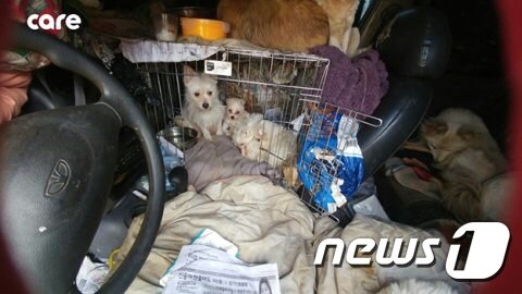 본문 이미지 - 개 13마리 중엔 태어난 지 얼마 안 된 강아지 5마리도 있었다. (사진 케어 제공) ⓒ News1
