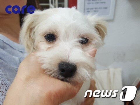 본문 이미지 - 몰티즈를 닮은 석호순. (사진 케어 제공)ⓒ News1