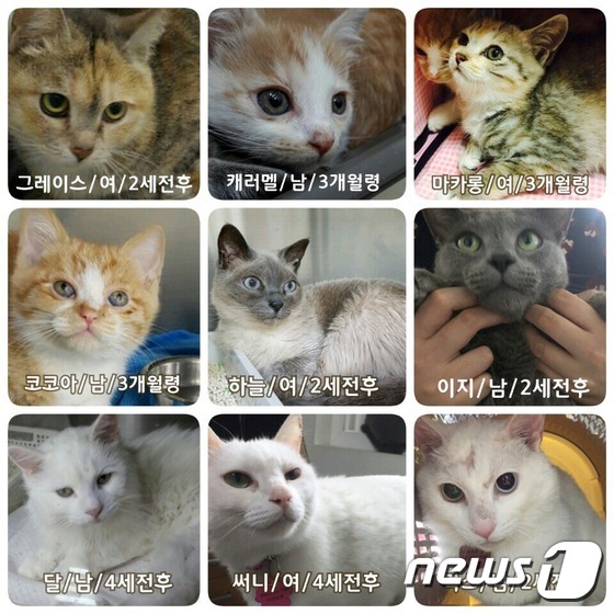 서울 서대문구 북아현동 재개발현장에서 구조된 9마리 고양이들.(사진 나비야사랑해 제공)© News1