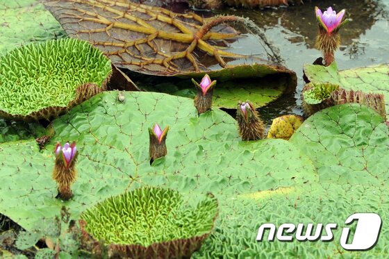 본문 이미지 - '그대에게 행운을'이란 꽃말을 가진 멸종위기야생식물Ⅱ급인 희귀종 가시연꽃이 30일 강원 강릉시 경포 생태 저류지 일원에 활짝 펴있다. 올해 처음 모습을 드러낸 가시연은 지난해 보다 약 한달 일찍 핀 것으로 알려졌다. 2017.6.30/뉴스1 ⓒ News1 박하림 기자
