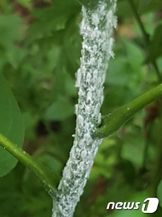 본문 이미지 - 단양 지역 벗나무  줄기에  미국선녀벌레들이  하얗해  붙어  있다.ⓒ News1
