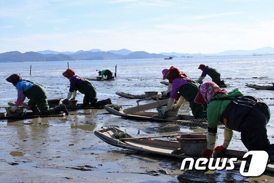 본문 이미지 - 꼬막을 채취하기 위해 &#39;뻘배&#39;를 타고 이동하는 아낙네들.&#40;보성군 제공&#41;/뉴스1 ⓒ News1 지정운 기자