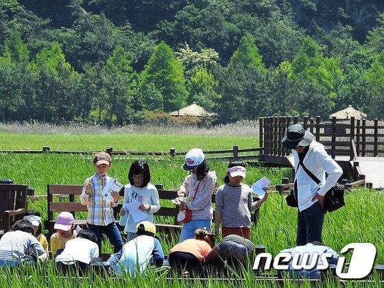 본문 이미지 - 3일 초록으로 물든 순천만 습지를 찾은 어린이들이 갈대숲 속에서 살아움직이는 짱뚱어와 방게 등을 살펴보며 현장학습을 진행하고 있다.(순천시 제공)2017.6.3/뉴스1 ⓒ News1 지정운 기자