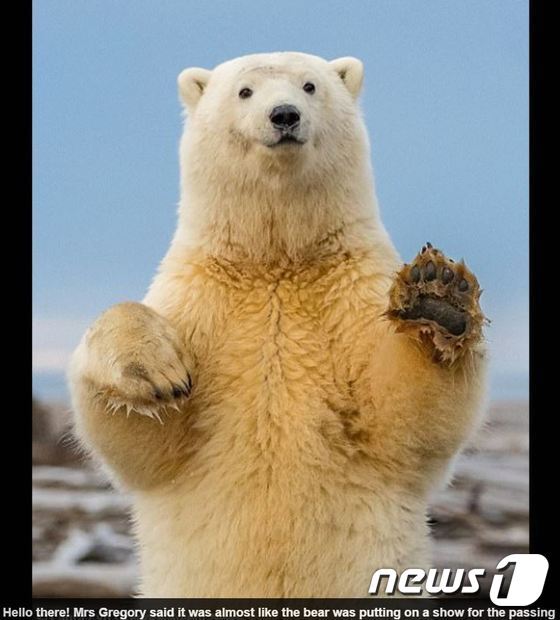 본문 이미지 - 로라 그레고리가 쵤영한 아기 북극곰. (사진 영국 데일리메일 해당기사 캡처)  ⓒ News1