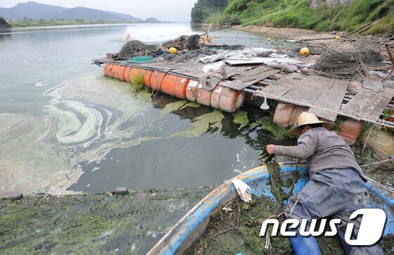 본문 이미지 - 6일 오후 대구 달성군 구지면 도동서원 앞 낙동강 도동나루터가 녹조로 덮혀 있다. 낙동강에 나타난 녹조현상은 4대강 사업 이후 6년째 반복되고 있다.2017.6.6/뉴스1 ⓒ News1 이종현 기자