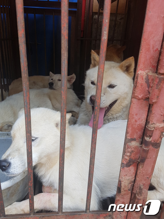 서울의 한 전통시장 개소주집 앞 철창에 갇혀 있는 개들. © News1