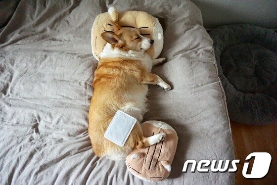 본문 이미지 - 백호에게 적당한 침대 높이는 14cm였다. (사진 강승연씨 제공) ⓒ News1