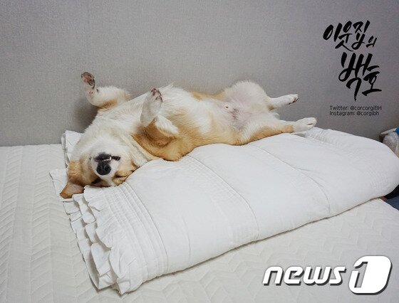 본문 이미지 - '이웃집의 백호'는 다른 SNS 스타견처럼 예쁘고 귀여운 사진이 아니라 생활 속 만날 수 있는 재미있는 이웃집 강아지의 모습을 보여준다.(사진 강승연씨 제공) ⓒ News1