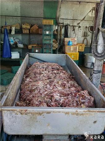 본문 이미지 - 개농장에서 축산폐기물 급여 준비중인 모습.(사진 카라 제공)ⓒ News1