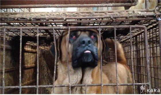 식용개농장에서 발견된 질병 걸린 개.(사진 카라 제공)© News1