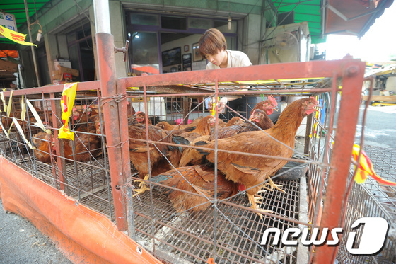 (대구=뉴스1) 이종현 기자 = 초복을 앞두고 생닭 유통 제한적 허용을 실시한 11일 오후 AI가 발생한 농장에서 10km이내인 대구 칠성시장 내 닭골목에서 북구청 첨단산업과 축산 …