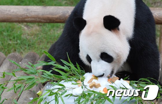 본문 이미지 - 초복인 12일 오전 경기도 용인시 에버랜드 판다월드에서 수컷 판다 러바오가 여름 특식을 먹고 있다. 에버랜드는 판다 커플 아이바오와 러바오의 생일을 앞두고 ‘여름 나기’ 모습을 공개했다. 2017.7.12/뉴스1 ⓒ News1 이재명 기자