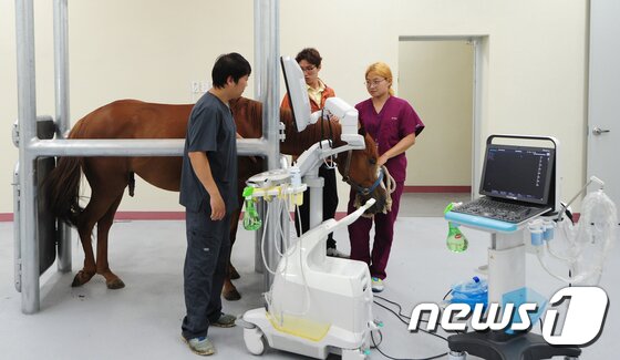 본문 이미지 - 13일 오후 제주시 아라동 말 산업 전문 인력 양성센터에서 개원한 말 전문 동물병원에서 의료진들이 말 건강 상태를 확인하고 있다. 병원은 임상 처방과 진료를 담당하는 1차 진료기관(말 전문 개업수의사)과 연계해 수술ㆍ입원ㆍ재활 등 2차 진료를 전문적으로 수행한다.2017.7.13/뉴스1 ⓒ News1 이석형 기자