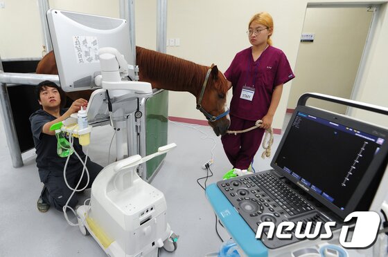 본문 이미지 - 13일 오후 제주시 아라동 말 산업 전문 인력 양성센터에서 개원한 말 전문 동물병원에서 의료진들이 말 건강 상태를 확인하고 있다. 병원은 임상 처방과 진료를 담당하는 1차 진료기관(말 전문 개업수의사)과 연계해 수술ㆍ입원ㆍ재활 등 2차 진료를 전문적으로 수행한다.2017.7.13/뉴스1 ⓒ News1 이석형 기자