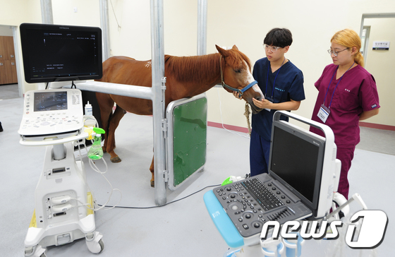 (제주=뉴스1) 이석형 기자 = 13일 오후 제주시 아라동 말 산업 전문 인력 양성센터에서 개원한 말 전문 동물병원에서 의료진들이 말 건강 상태를 확인하고 있다. 병원은 임상 처방 …
