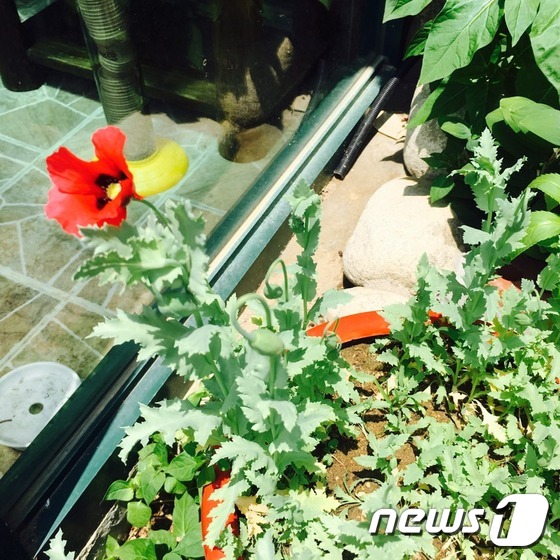 양주지역 모 식당에서 재배하다 경찰에 적발된 양귀비꽃 © News1