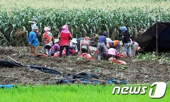 17일 오전 괴산군 강평리 한 인삼밭에서 사람들이 인삼을 캐는데 비지땀을 흘리고 있다.© News1 김정수 기자.