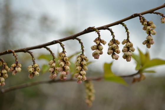 국내 서식 생물 6만2604종…벋음양지꽃 등 307종 신규 등록