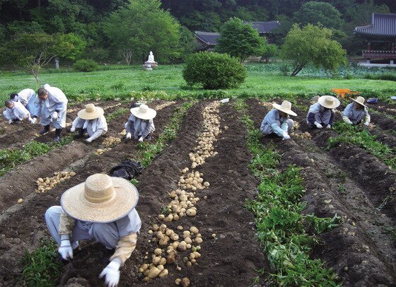 본문 이미지 - 스님들의 울력(공동 노동) 장면(모과나무 제공)ⓒ News1