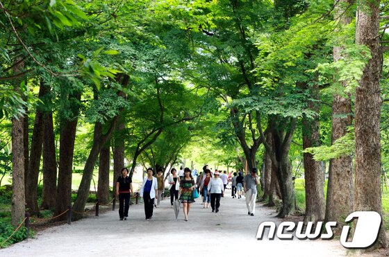 본문 이미지 - 부안 내소사 전나무숲길 ⓒ News1