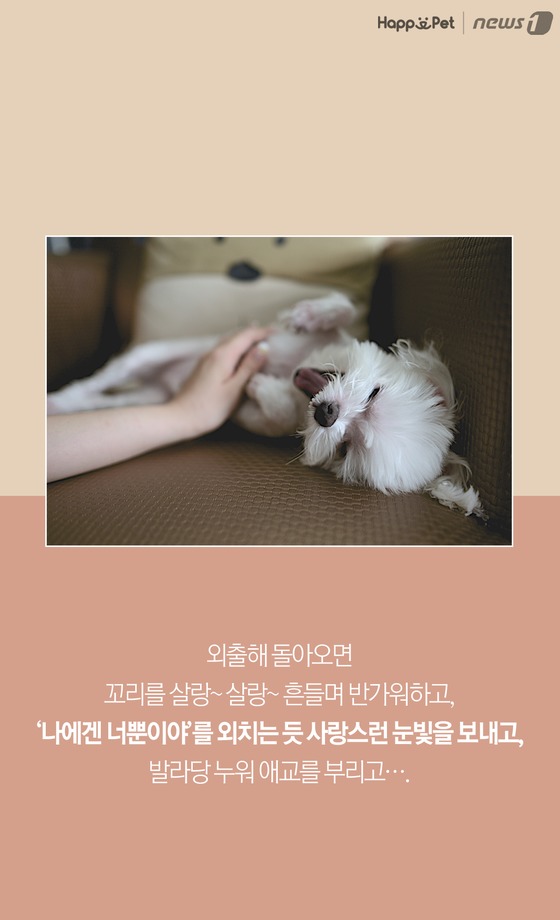펫카드] 개가 사람을 좋아하는 데는 이유가 있다?